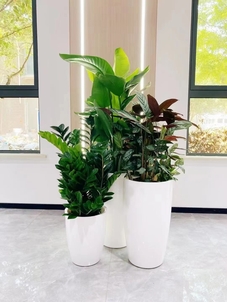 专业的江北盆景出租，让您的场所绿意盎然